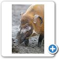 Pinselohrschwein