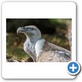 G&auml;nsegeier