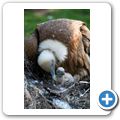 G&auml;nsegeier