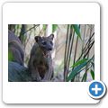 Fossa