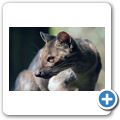 Fossa