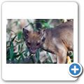 Fossa