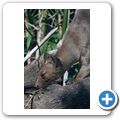 Fossa