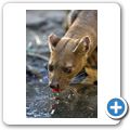 Fossa