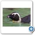 Brillenpinguin
