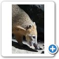 Nasenb&auml;r