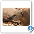 Nasenb&auml;r
