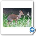 Kirk-DikDik