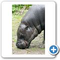 Zwergflu&szlig;pferd