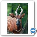 Bongo