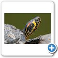 Rotwangen-Schildkr&ouml;te