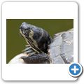 Rotwangen-Schildkr&ouml;te