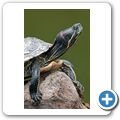 Rotwangen-Schildkr&ouml;te