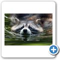 Waschb&auml;r
