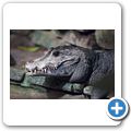 Stumpfkrokodil
