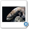 Brasilianischer Riesenotter