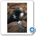Brasilianischer Riesenotter