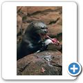 Brasilianischer Riesenotter