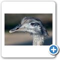 Nandu