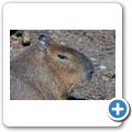 Wasserschwein