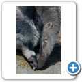 Gro&szlig;er Ameisenb&auml;r