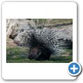 Stachelschwein