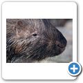Stachelschwein