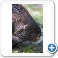 Stachelschwein