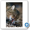 Europ&auml;ische Wildkatze