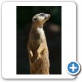 Erdm&auml;nnchen