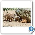 Erdm&auml;nnchen