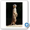 Erdm&auml;nnchen