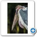 Marabu