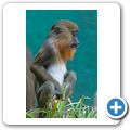 Mandrill