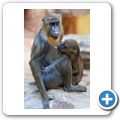 Mandrill