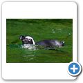 Brillenpinguin