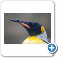 Kaiserpinguin