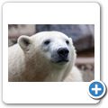 Eisb&auml;r