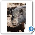 Mini-Schwein