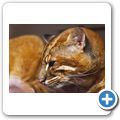 Goldkatze
