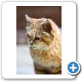 Sandkatze