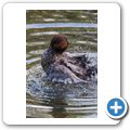 Ente