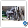 Elefant