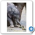 Elefant