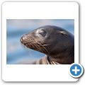 Seel&ouml;we